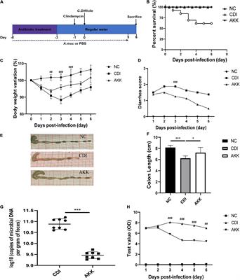 Akkermansia muciniphila Ameliorates Clostridioides difficile Infection in Mice by Modulating the Intestinal Microbiome and Metabolites